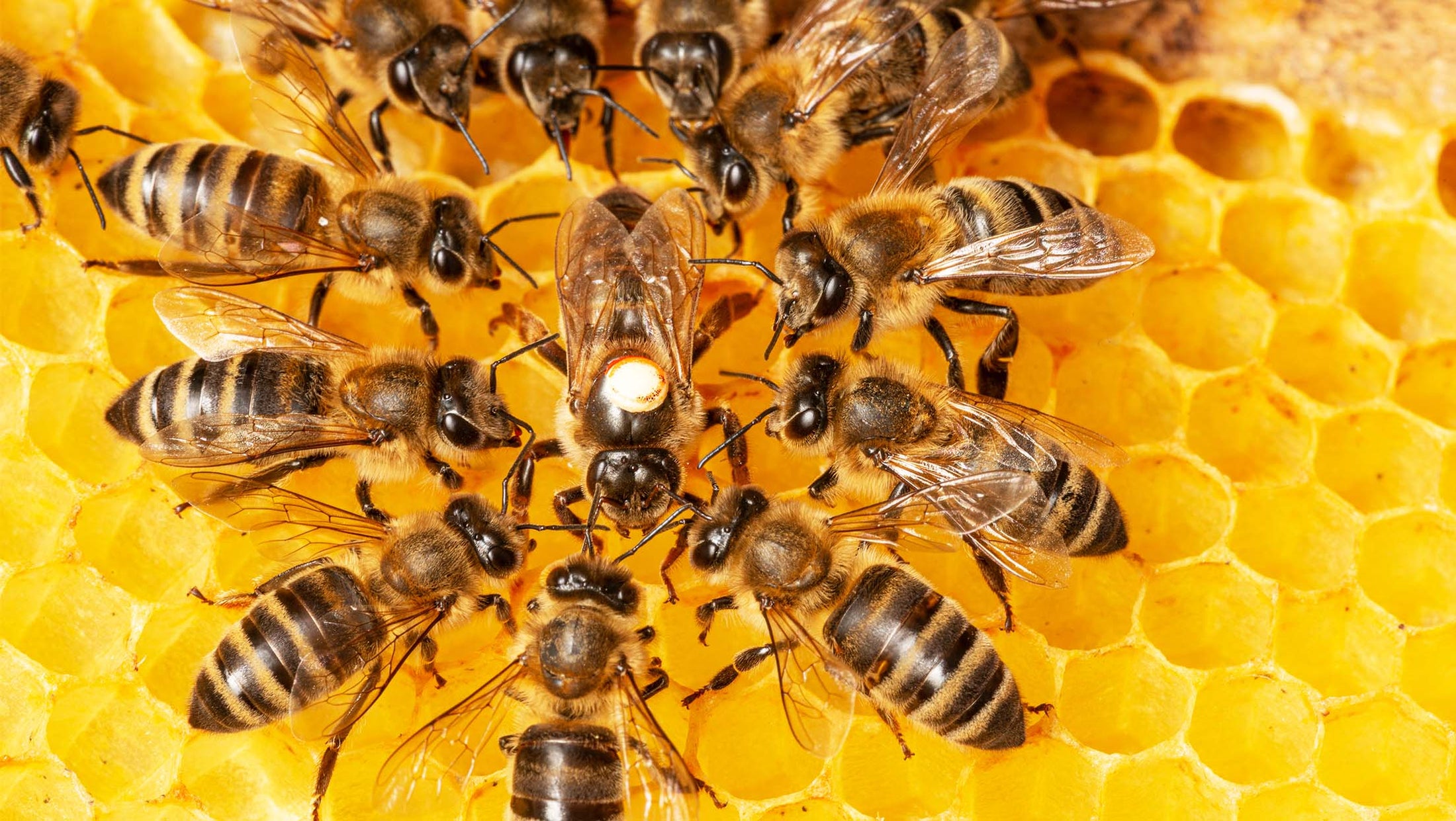 How Do Bees Make Honey?
