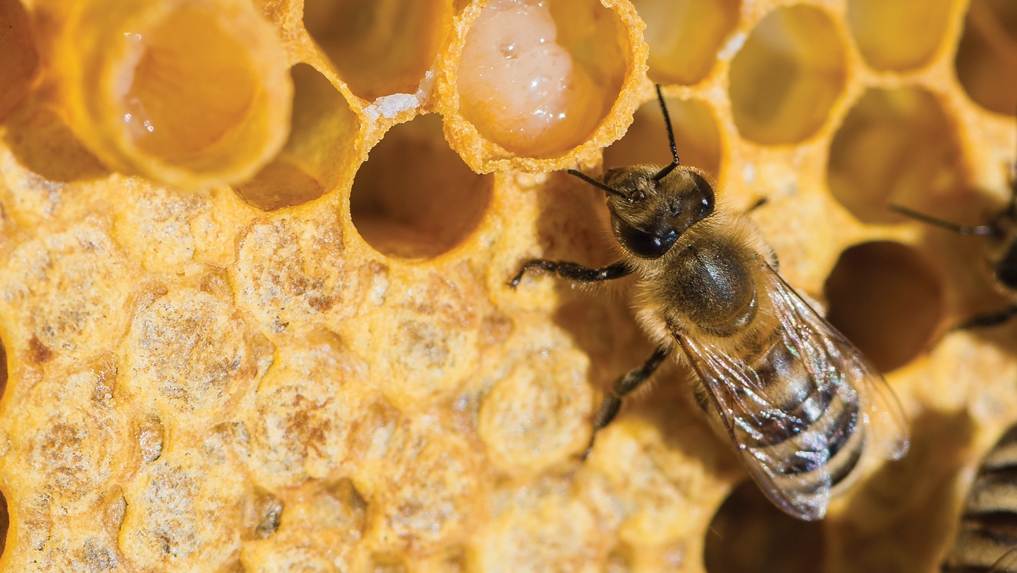 Turkish royal jelly: amino acid, physicochemical, antioxidant, multi-elemental, antibacterial and fingerprint profiles by analytical techniques combined with chemometrics