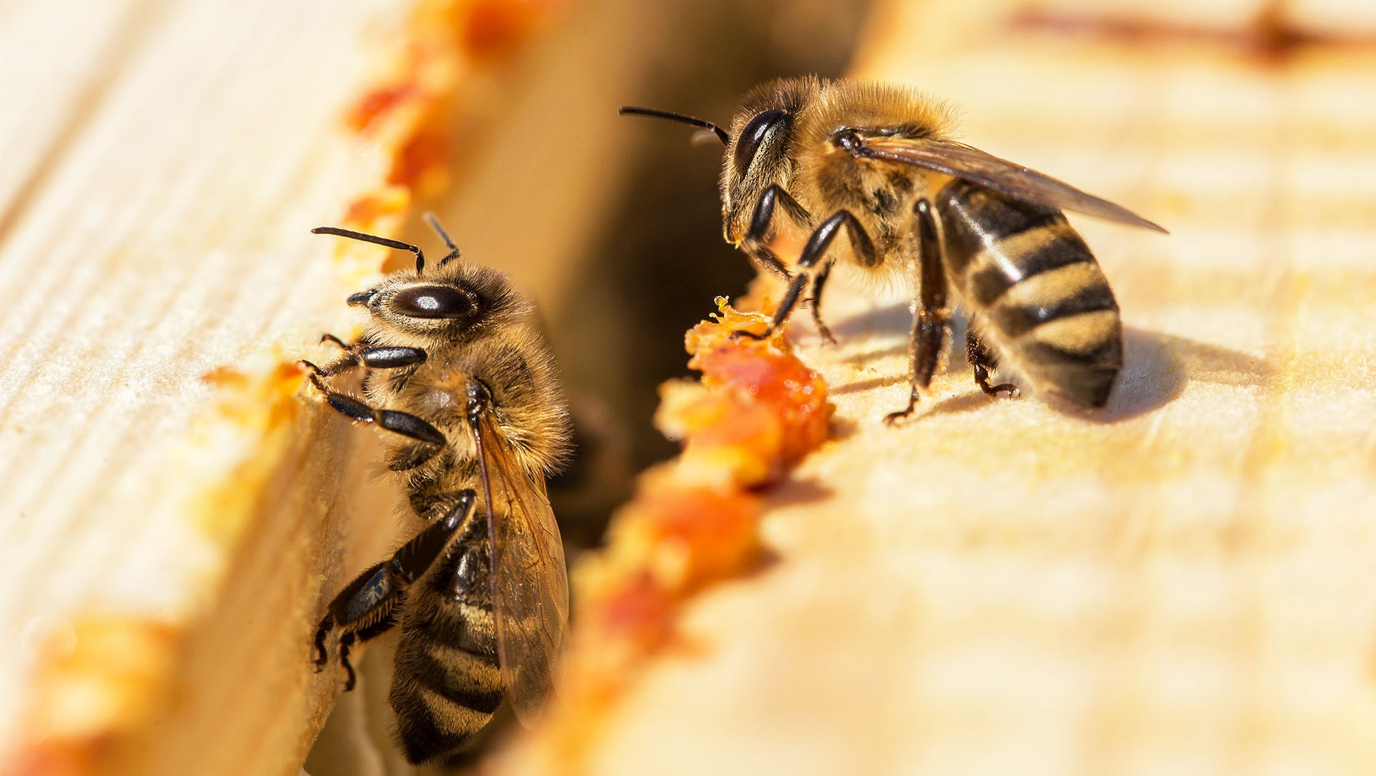 Propolis and Scientific Research on Colon Cancer