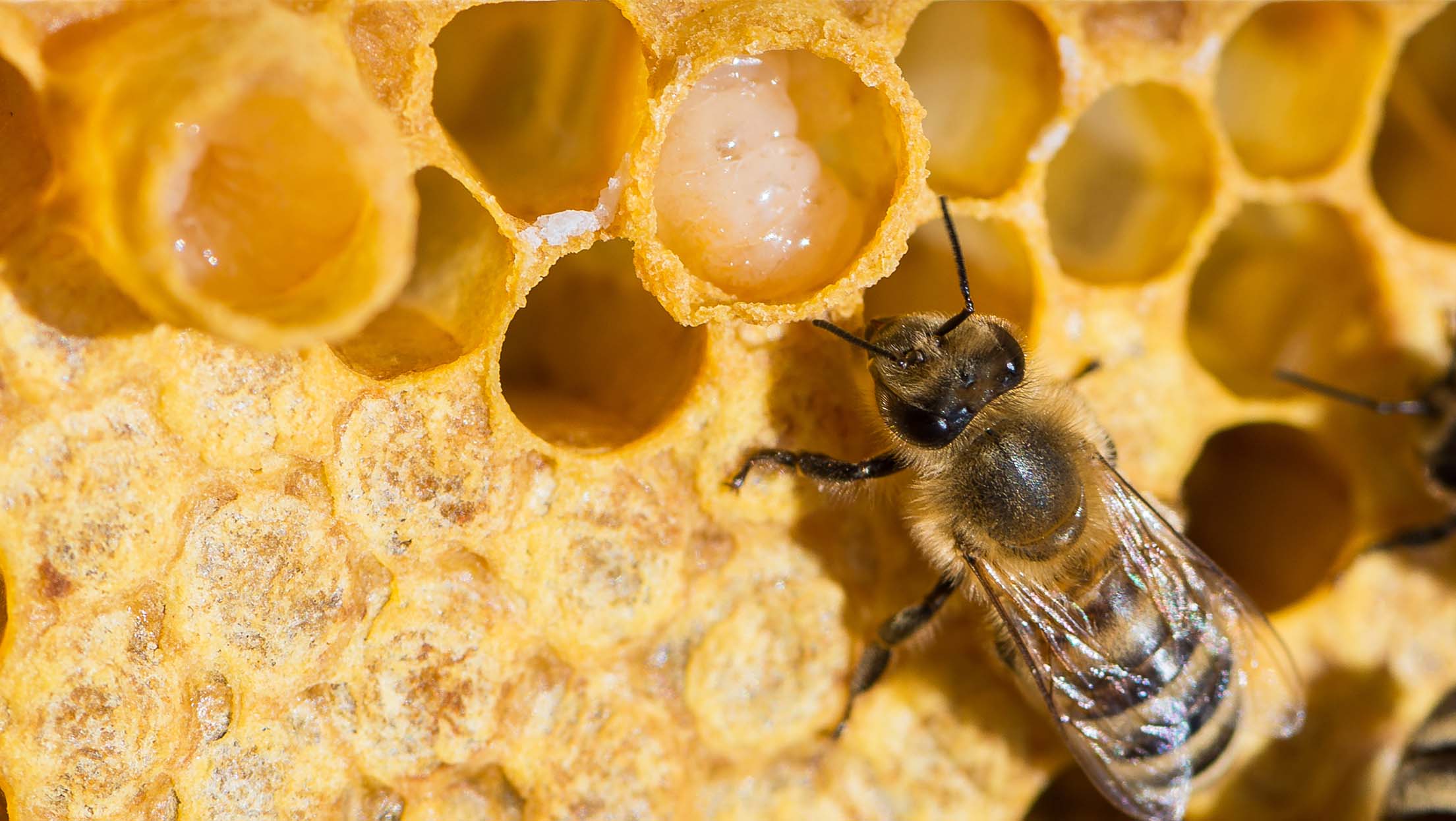 Royal Jelly and it’s Effects on the Immune System BEE&YOU