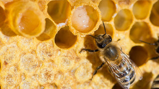 Royal Jelly and it’s Effects on the Immune System