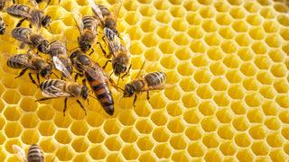 Royal Jelly and Reproductive Health