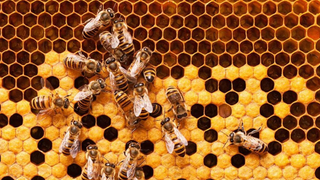 Propolis and it’s Function in the Beehive