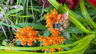 The Buzz on Why Honey Bees Are So Important